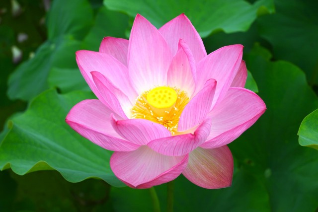 hasu_260624_01