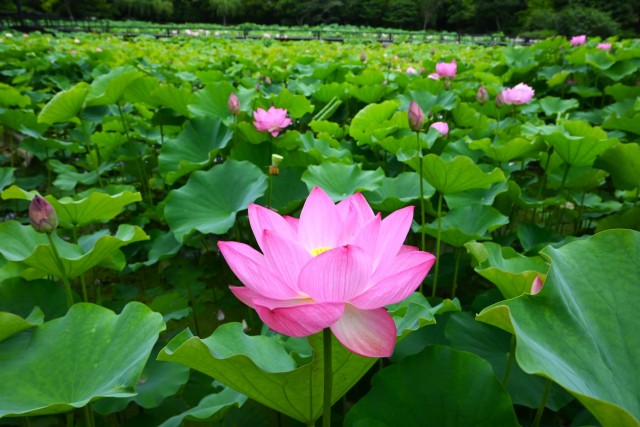 hasu_260624_03