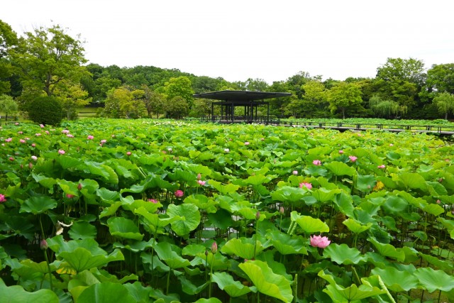 hasu_260624_04