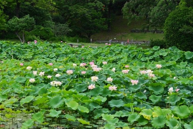 hasu_260624_06