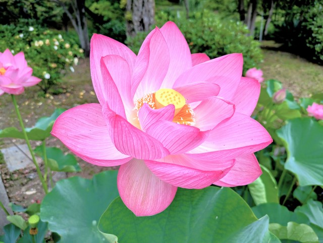hasu_260703_01