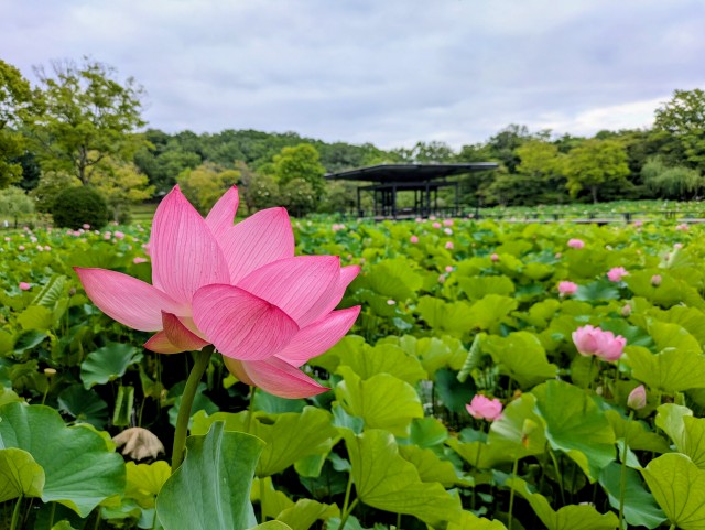 hasu_260703_02