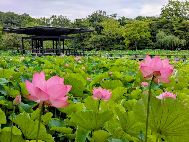 hasu_260703_04