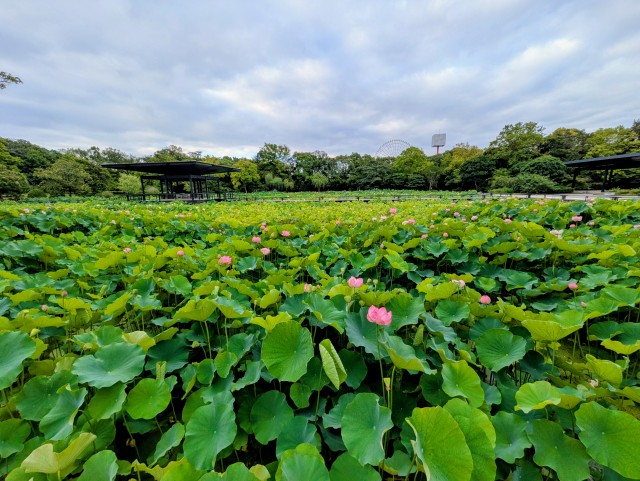 hasu_260703_05