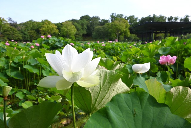 hasu_260708_01