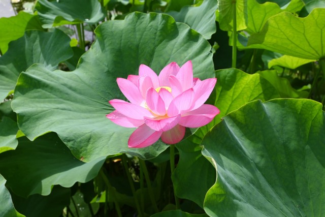 hasu_260708_02