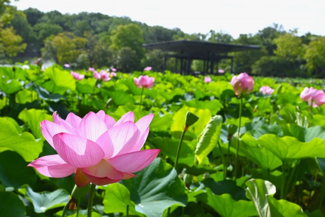 hasu_260708_03