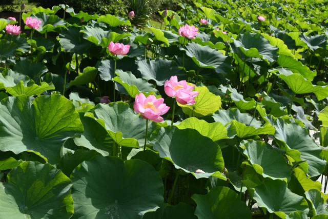 hasu_260708_04