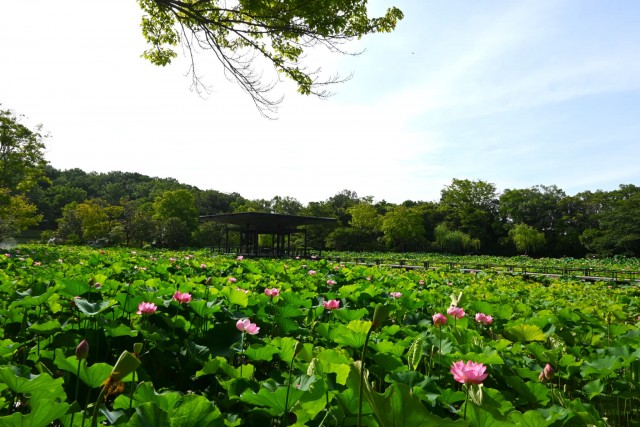 hasu_260708_05