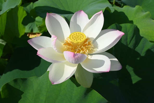 hasu_260715_01