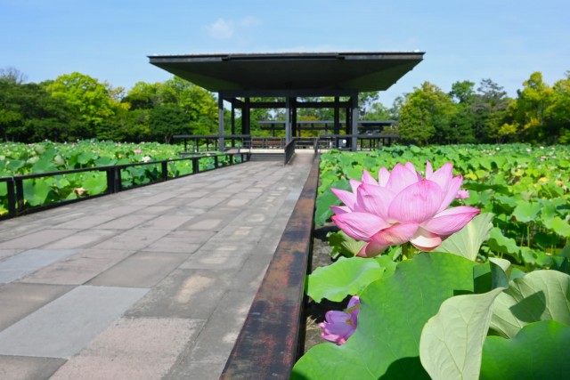 hasu_260715_02