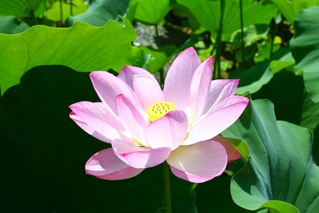 hasu_260721_01