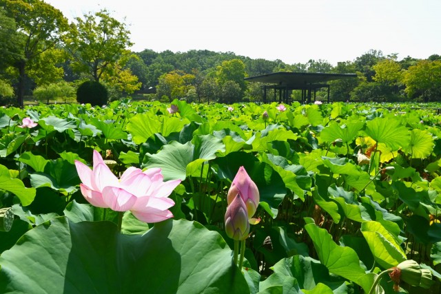 hasu_260721_02