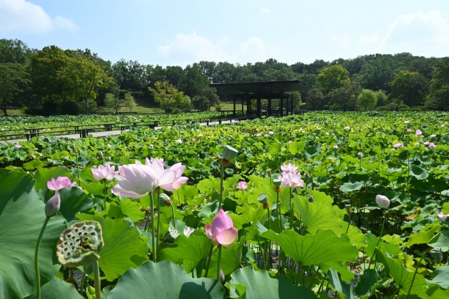 hasu_260721_03
