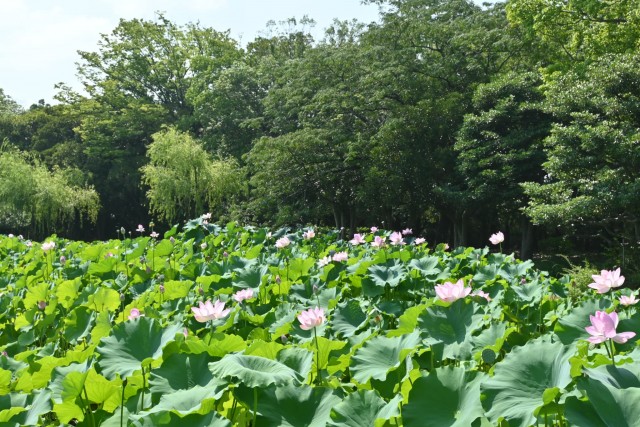 hasu_260721_05