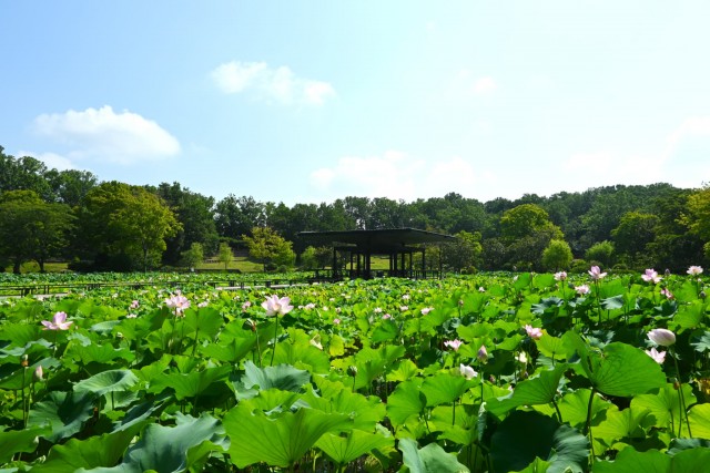 hasu_260721_06