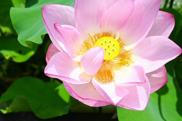 hasu_260729_01