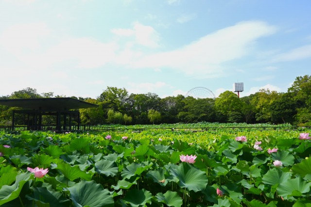 hasu_260729_04