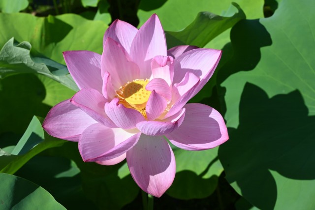 hasu_260805_01