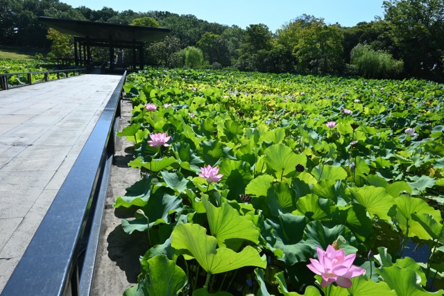 hasu_260805_02