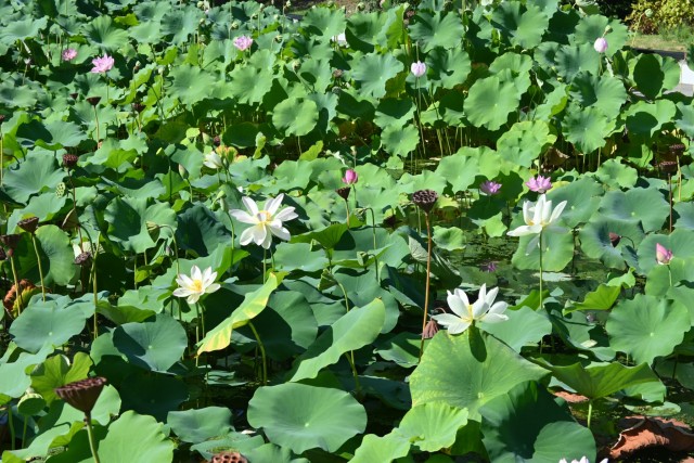hasu_260805_03