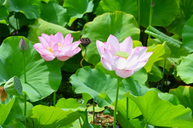hasu_260811_01