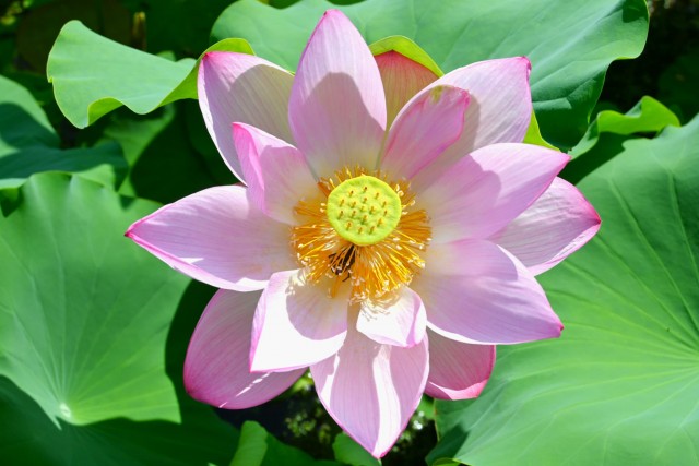 hasu_260819_01