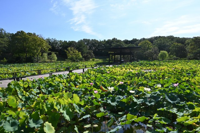 hasu_260819_03