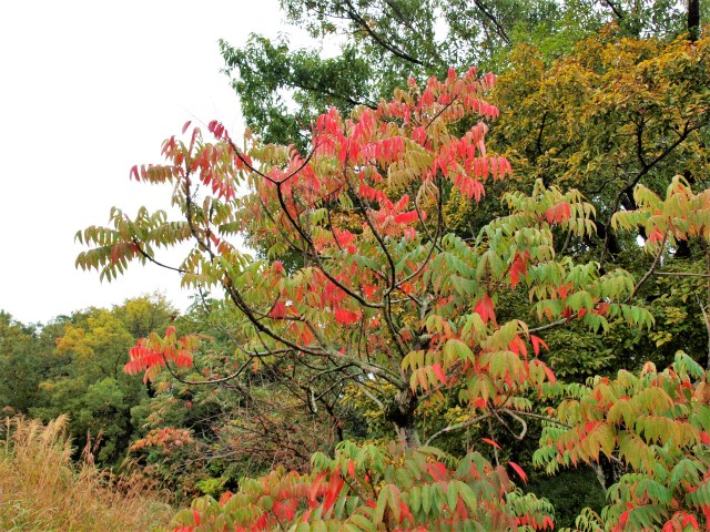 hazenoki_211109_01
