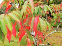 hazenoki_211109_02