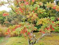hazenoki_211109_03