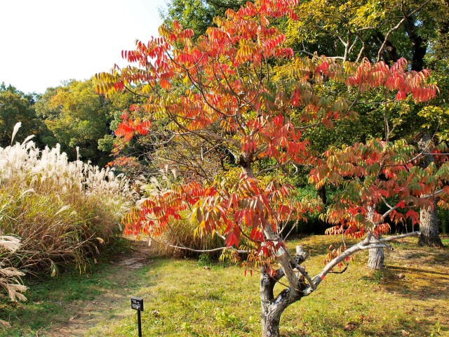 hazenoki_211116_01
