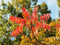 hazenoki_211116_02