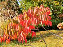 hazenoki_211116_03