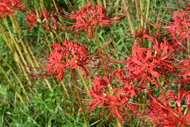 higan_250930_03