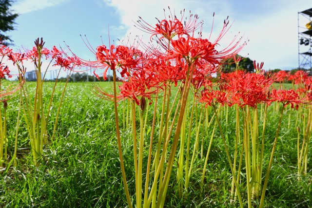 higan_momiji_250922_03
