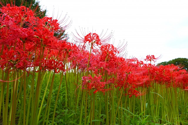 higan_momiji_250926_01