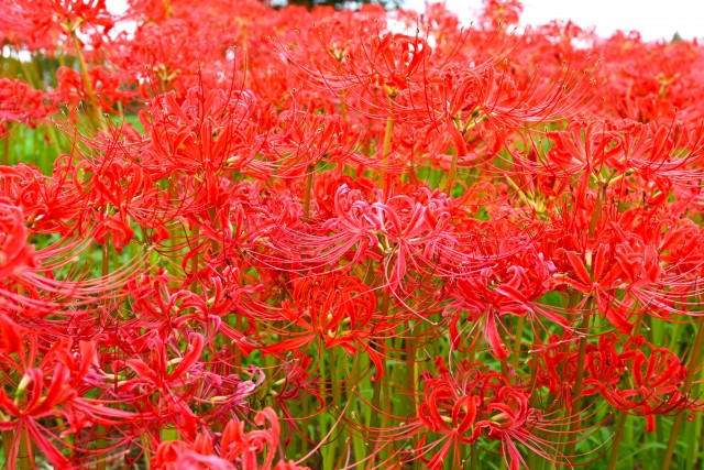 higan_momiji_250926_02