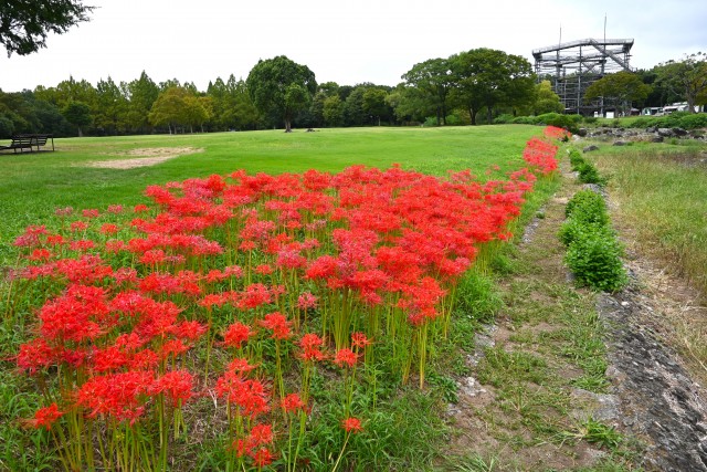 higan_momiji_250926_03