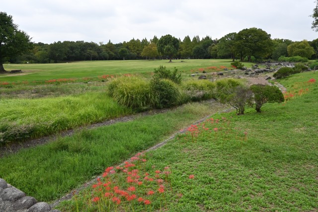 higan_momiji_250926_04