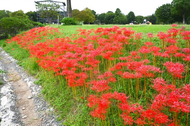 higan_momiji_251003_01