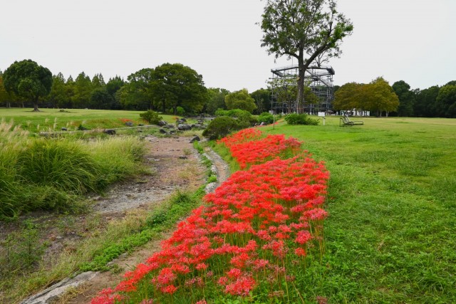 higan_momiji_251003_02