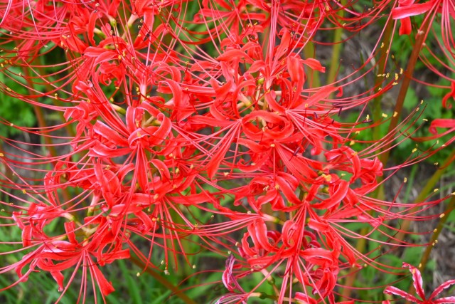 higan_momiji_251003_03