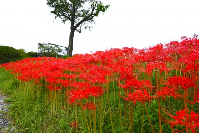 higan_momiji_251003_04