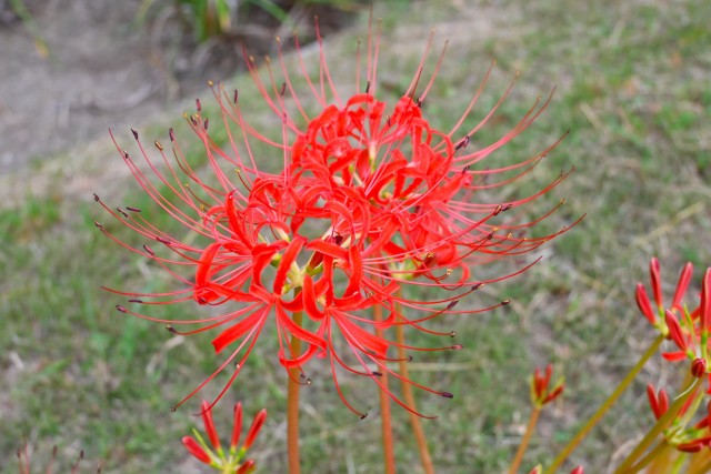 higan_nihonteien_251003_03