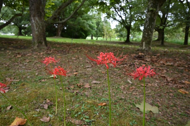 higan_nishioji_250926_01