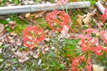 higanbana_250825_05