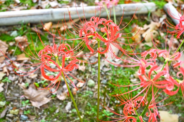 higanbana_250825_05