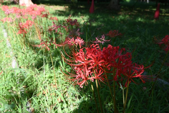 higanbana_250916_02