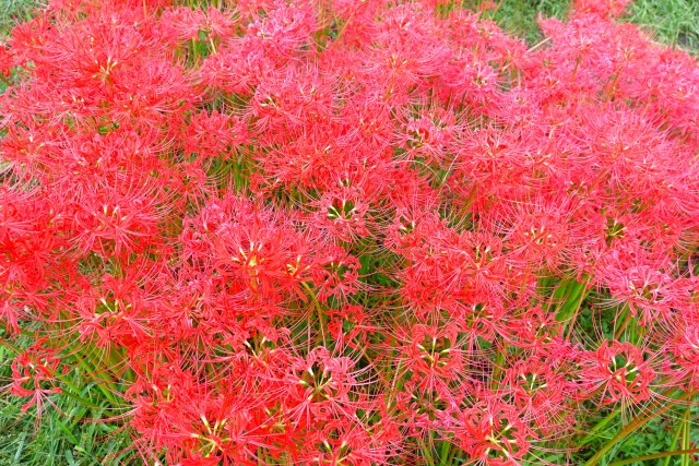 higanbana_momiji_231002_02